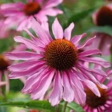 thumbnail for publication: Florida Consumer Preferences for Ornamental Landscape Plants